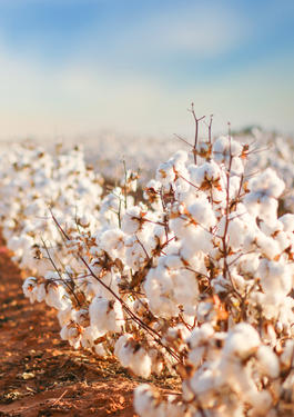 cotton farm
